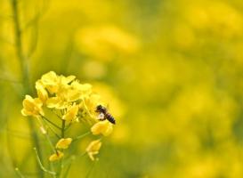 蔗內(nèi)村油菜花田 (2)_蔗內(nèi)村油菜花田