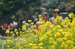 蔗內(nèi)村油菜花田 (1)_蔗內(nèi)村油菜花田