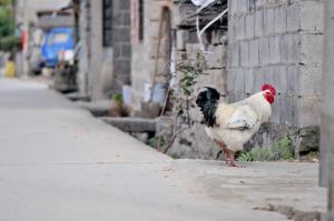 蔗內(nèi)村油菜花田 (4)_蔗內(nèi)村油菜花田