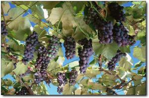 遠(yuǎn)峰葡萄園 (5)_遠(yuǎn)峰葡萄園