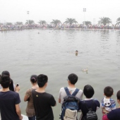 集美端午民俗“捉鴨子”比賽